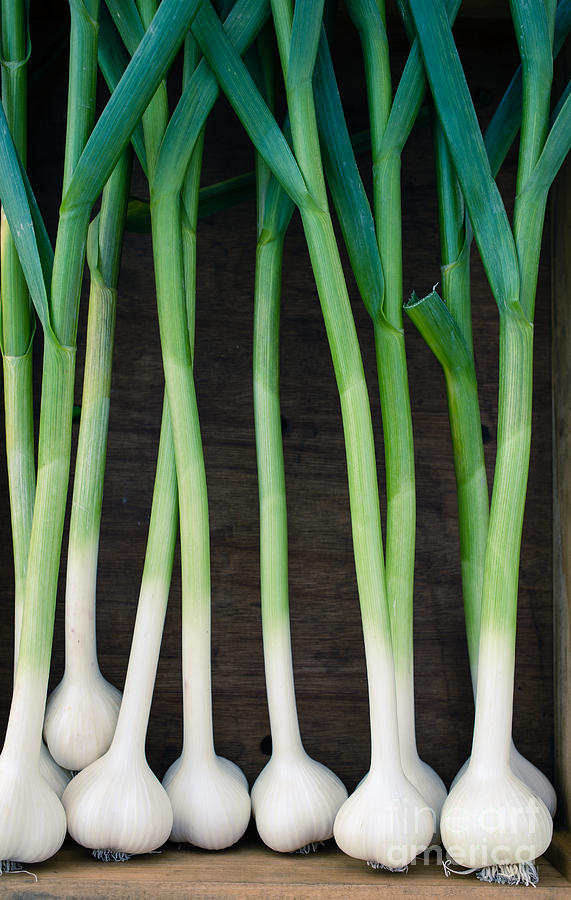 Vegetable Photograph - Fresh picked garlic by Edward Fielding