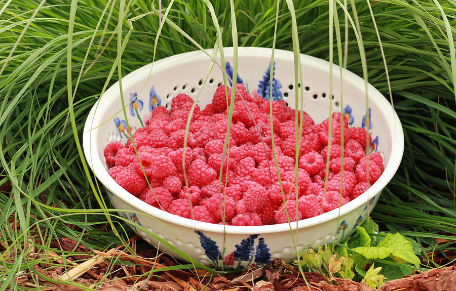 Fresh-Picked Raspberries Photograph by E Faithe Lester