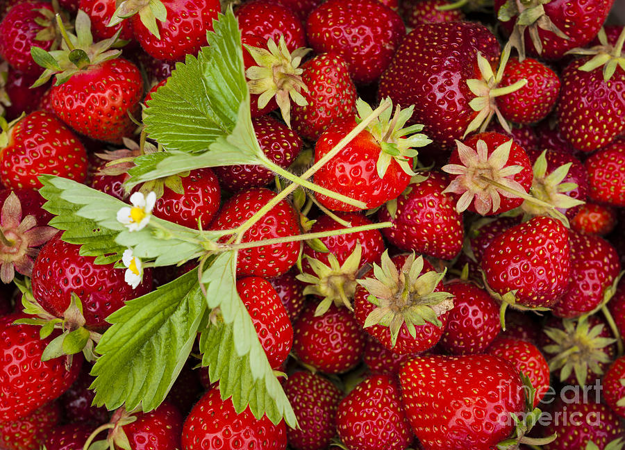 Strawberry Photograph - Fresh picked strawberries by Elena Elisseeva