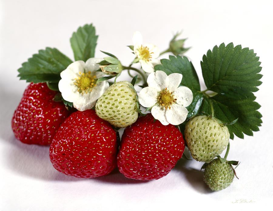 Gardenfresh Strawberries Photograph by Iris Richardson