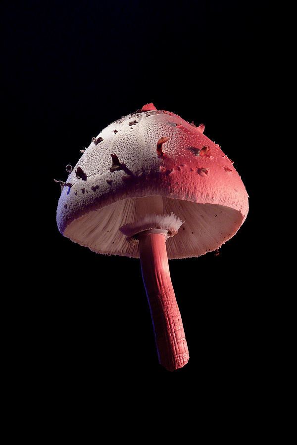 Mushroom Photograph - Fresh Picked by Stuart Harrison