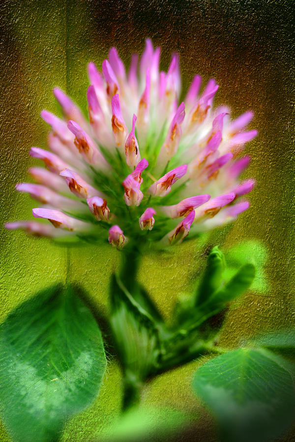 Fresh Pink Clover Photograph by Michael Eingle