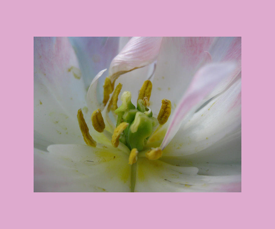 Fresh Pink Tulip Photograph by Hermes Fine Art