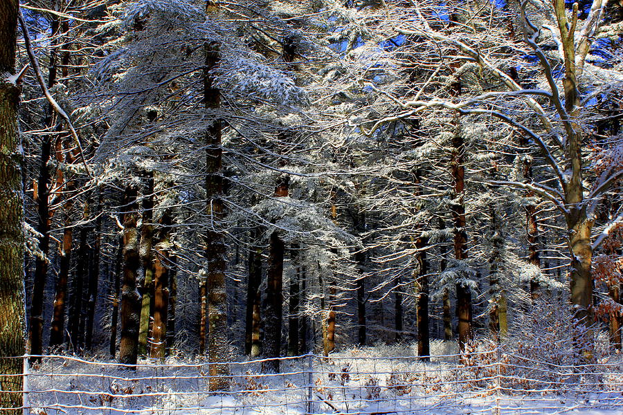 Fresh Powder Photograph by Suzanne DeGeorge