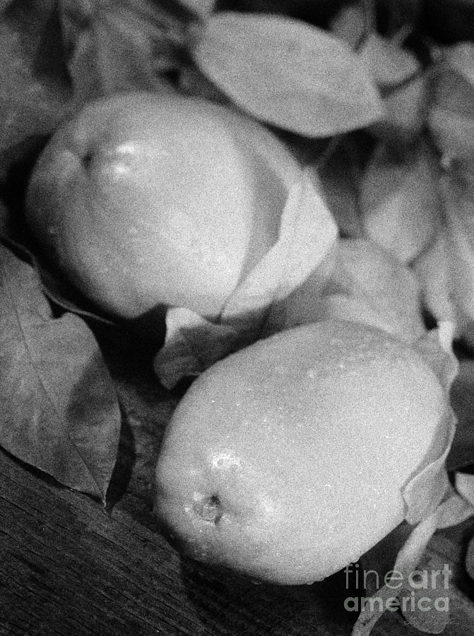 Black And White Photograph - Fresh Quince Distressed Black and White by Iris Richardson