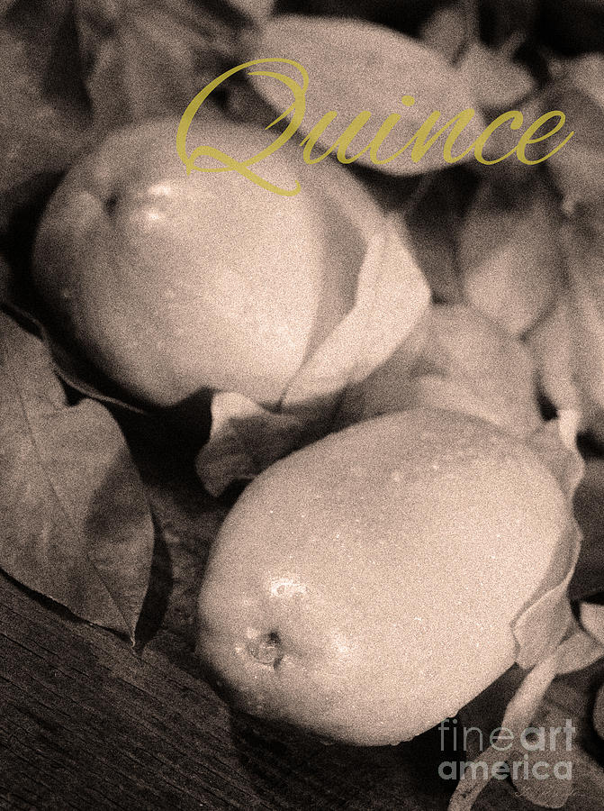 Black And White Photograph - Fresh Quince Distressed Sepia Text by Iris Richardson