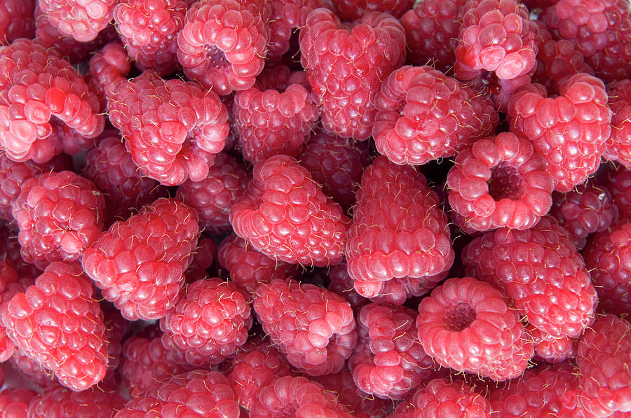 Fresh Raspberries Photograph by Rachel Husband
