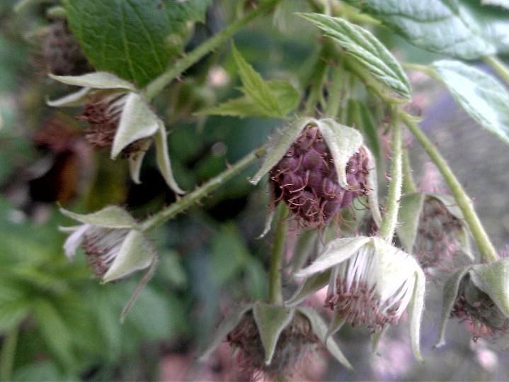 Fresh Raspberry Photograph by Mark Toth Fine Art America