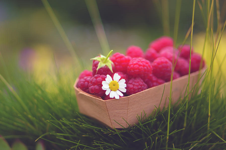 Fresh Raspberry With Camomile Flower Photograph by Marika Popandopulo Photography
