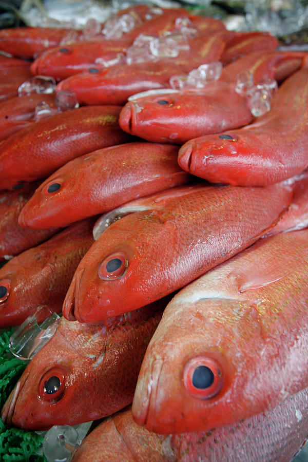 Fresh Red Snapper At The Fish Market Photograph by Chris Pinchbeck - Pixels