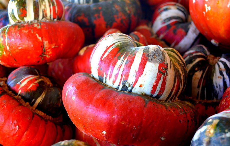 Fresh Red Turban Squashes Photograph by Kathy Barney