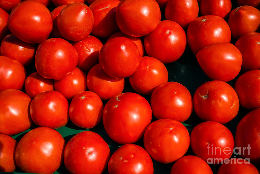 Fresh Ripe Red Tomatoes Photograph by Edward Fielding