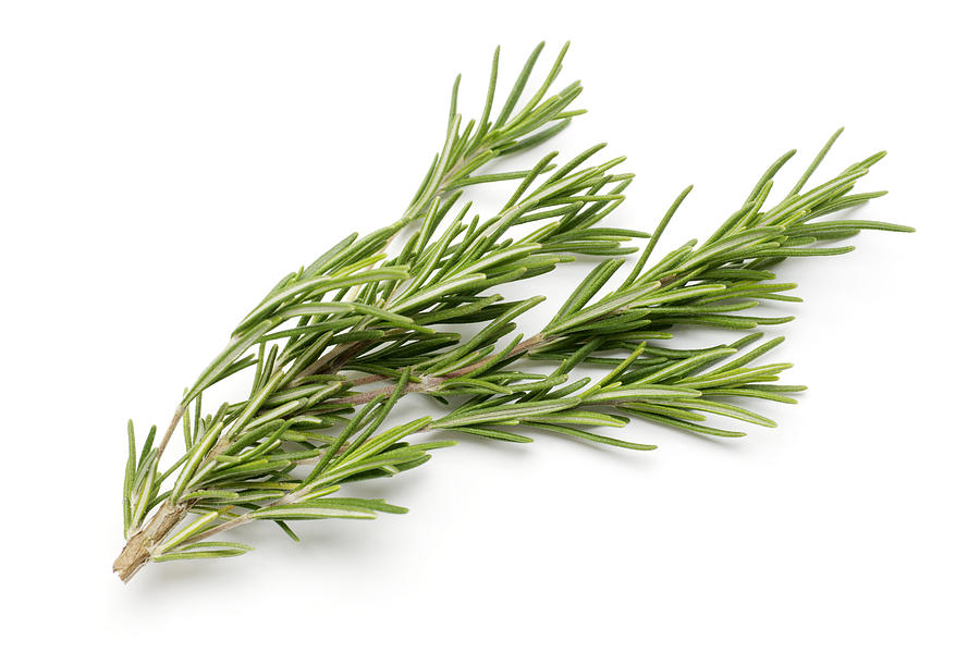Fresh Rosemary Isolated on White Photograph by Dlerick