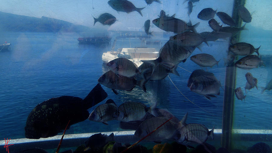 Fish Photograph - Fresh Santorini Island Fish Greece by Colette V Hera Guggenheim