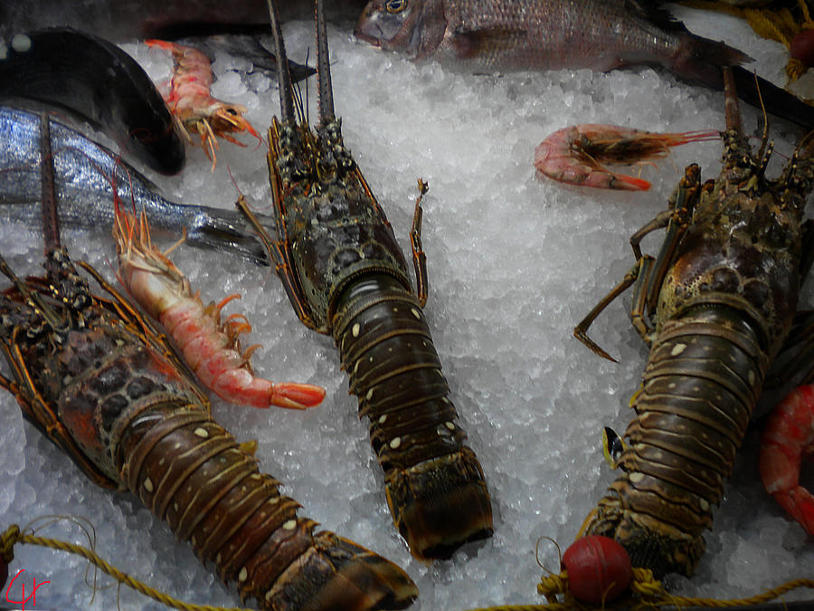 Fish Photograph - Fresh Santorini Lobsters by Colette V Hera Guggenheim