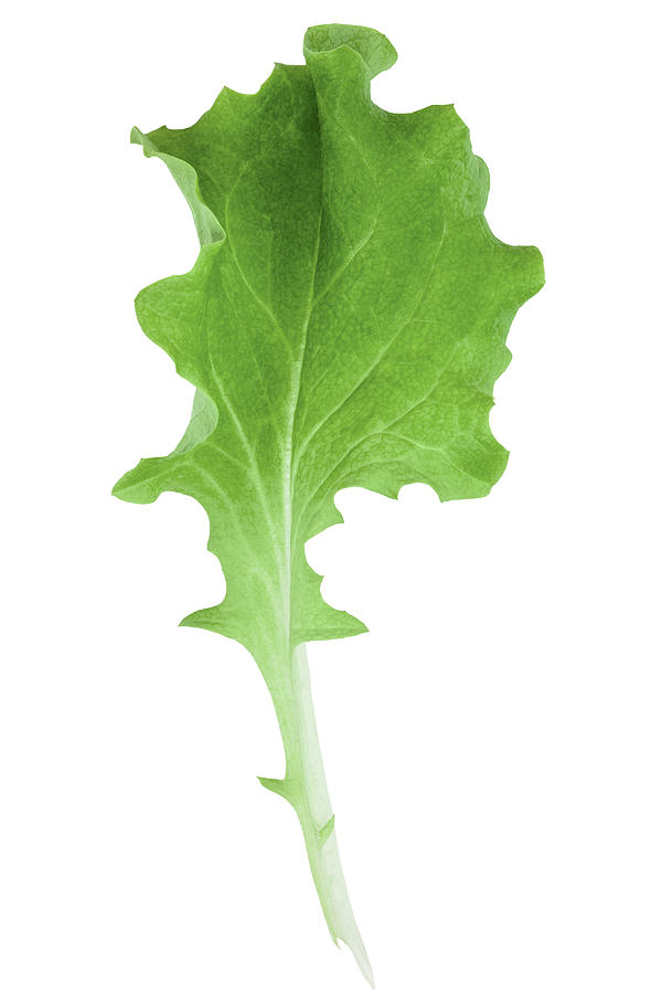 Fresh single leaf of lettuce Photograph by Creative Crop