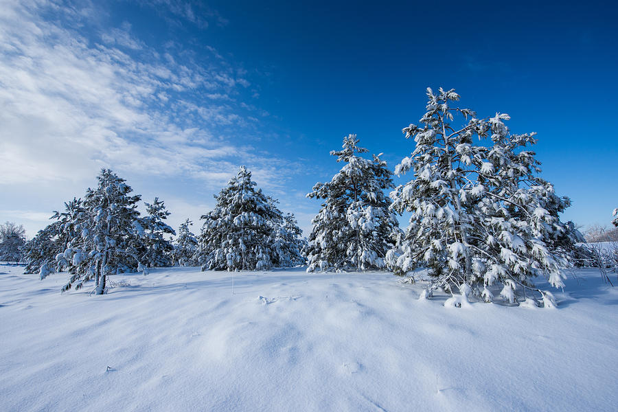 Fresh Snow Photograph by Christopher Broste - Fine Art America