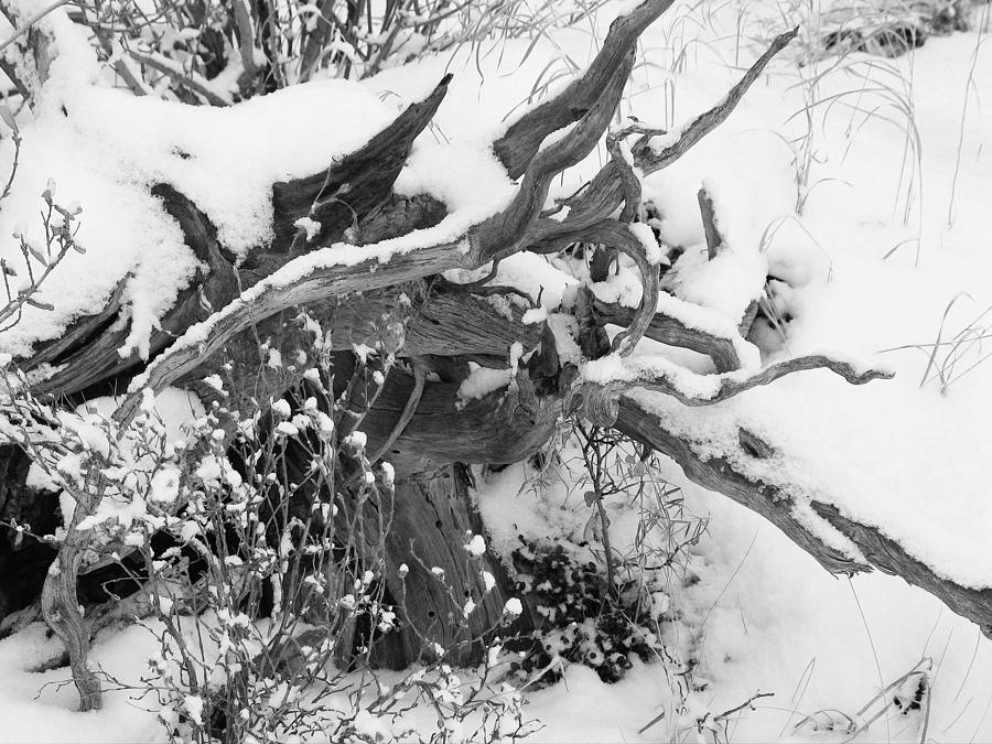 Fresh Snow Photograph by Gerry Bates
