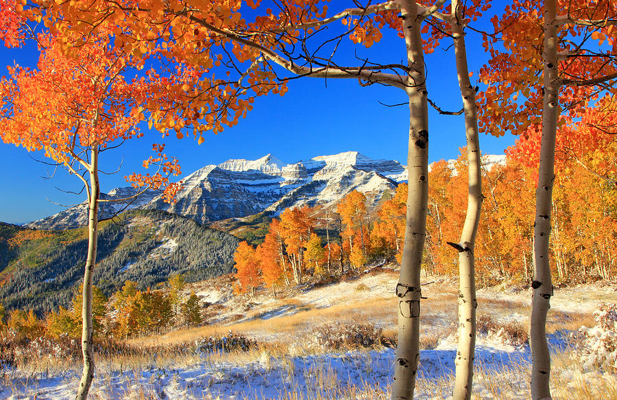 Fall Photograph - Fresh snow in the aspens. by Wasatch Light