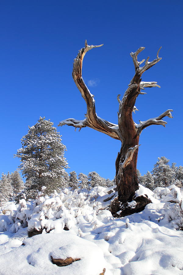 Rocky Mountain National Park Photograph - Fresh Snow by Shane Bechler