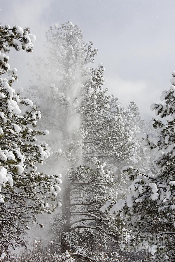 Fresh Snow Photograph by Steven Krull