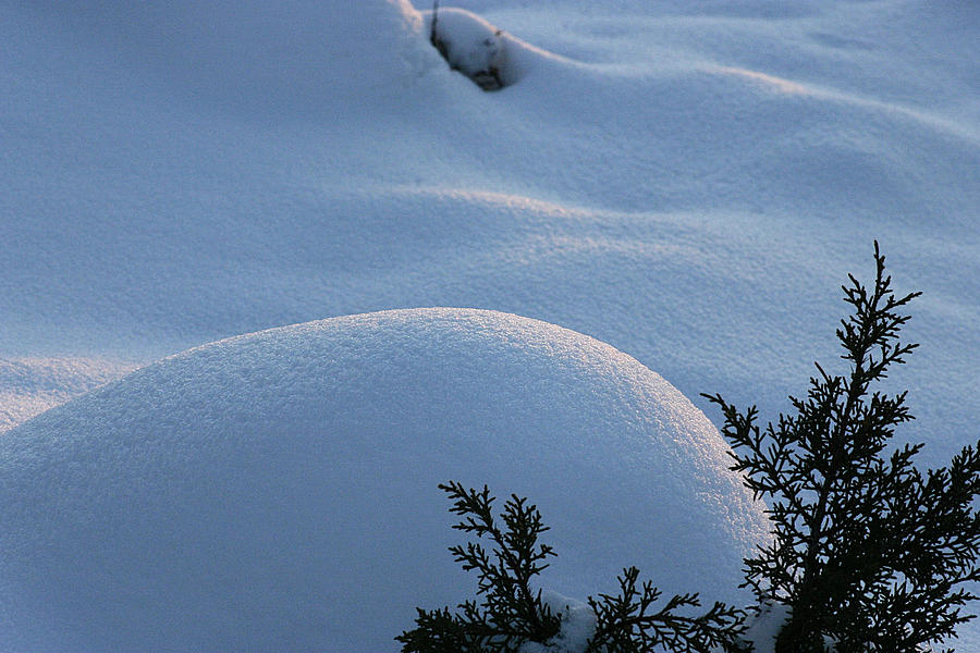 Fresh Snow Photograph by Tommy Farnsworth