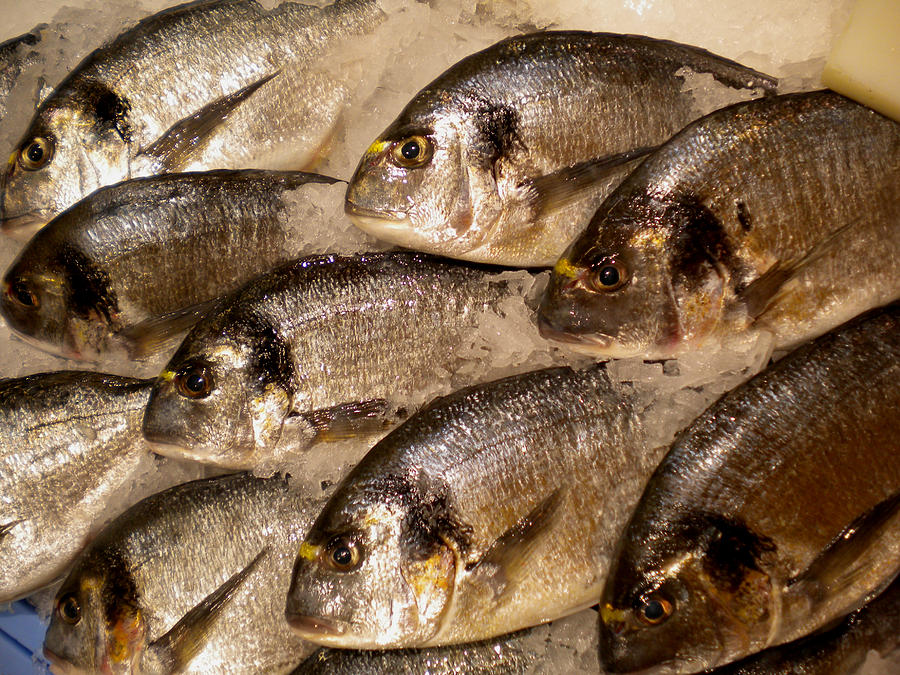 Fish Photograph - Fresh Spanish Dorado Fish getting ready for dinner by Colette V Hera Guggenheim