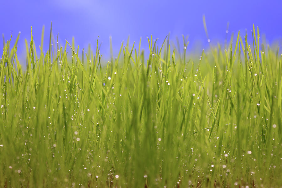 Fresh Spring Grass by Vincenzo Lombardo