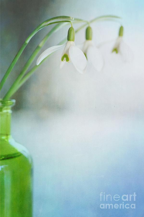 Flower Photograph - Fresh Spring by Priska Wettstein