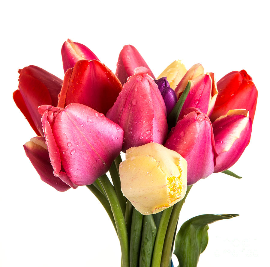 Flower Photograph - Fresh Spring Tulip Flowers by Edward Fielding