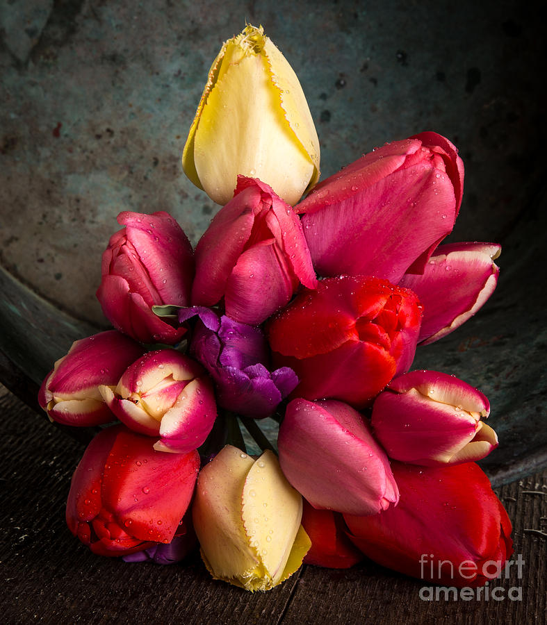 Fresh Spring Tulips Still Life Photograph by Edward Fielding