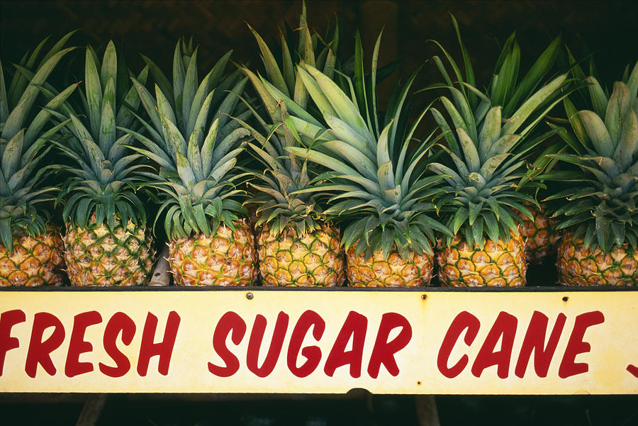 Fresh Sugar Cane Photograph by Dana Edmunds - Printscapes