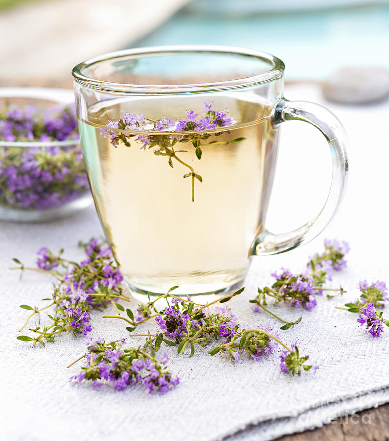 Tea Photograph - Fresh thyme tea 2 by Elena Elisseeva