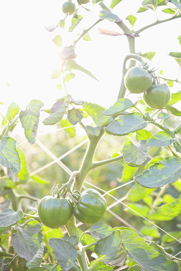 Fresh Tomatos On The Farm Photograph by Leren Lu