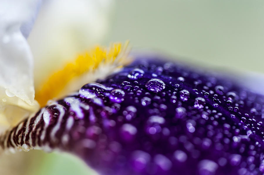 Fresh Touch. Secret Life of Iris Photograph by Jenny Rainbow