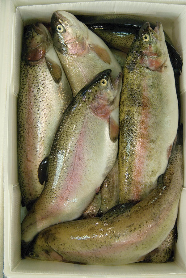 Fresh Trout Photograph by Science Photo Library Fresh Trout Photograph by Science Photo Library