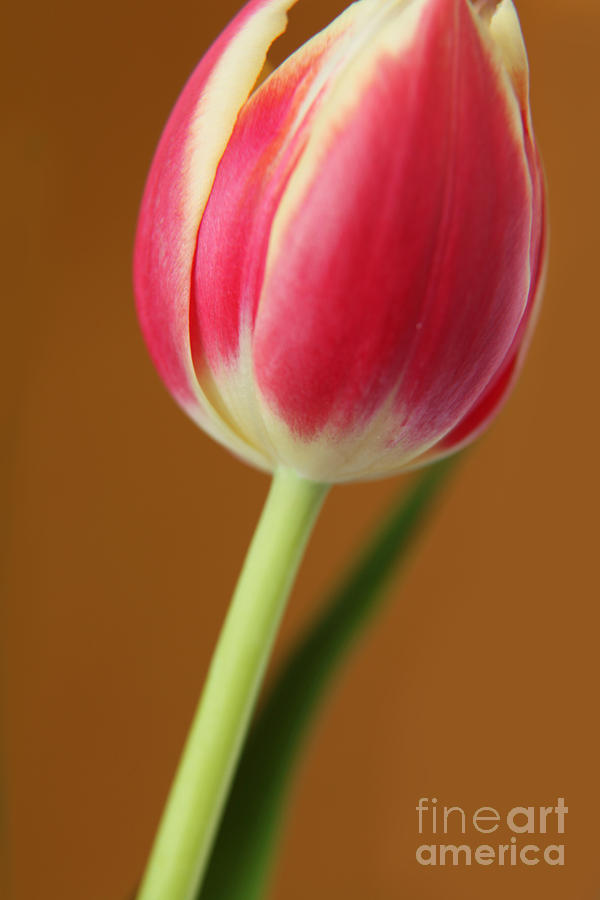 Fresh Tulip Photograph by Eden Baed