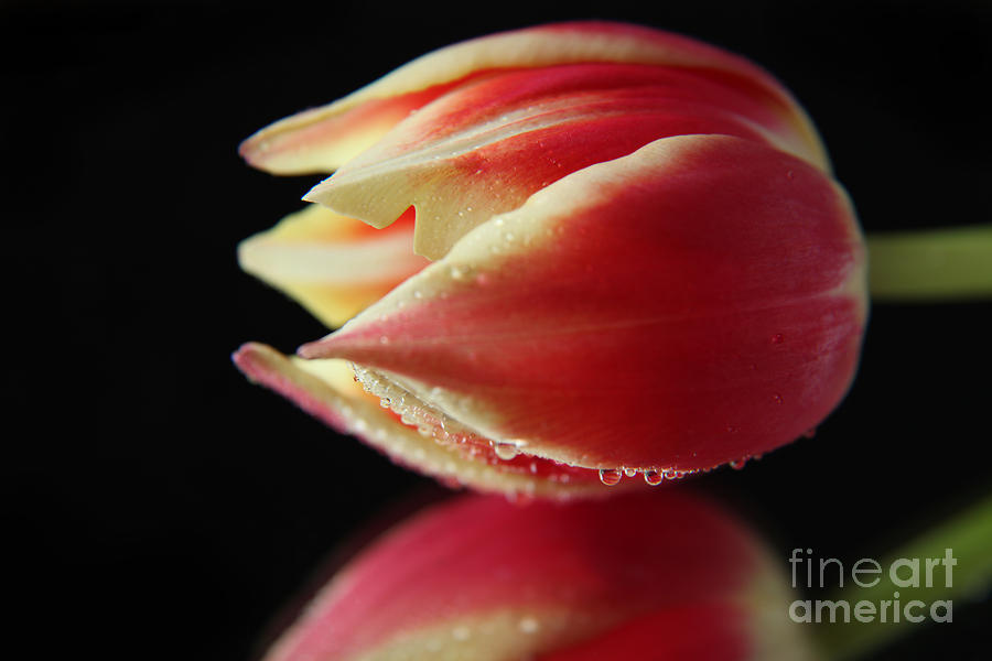 Fresh Tulip Flower Photograph by Eden Baed