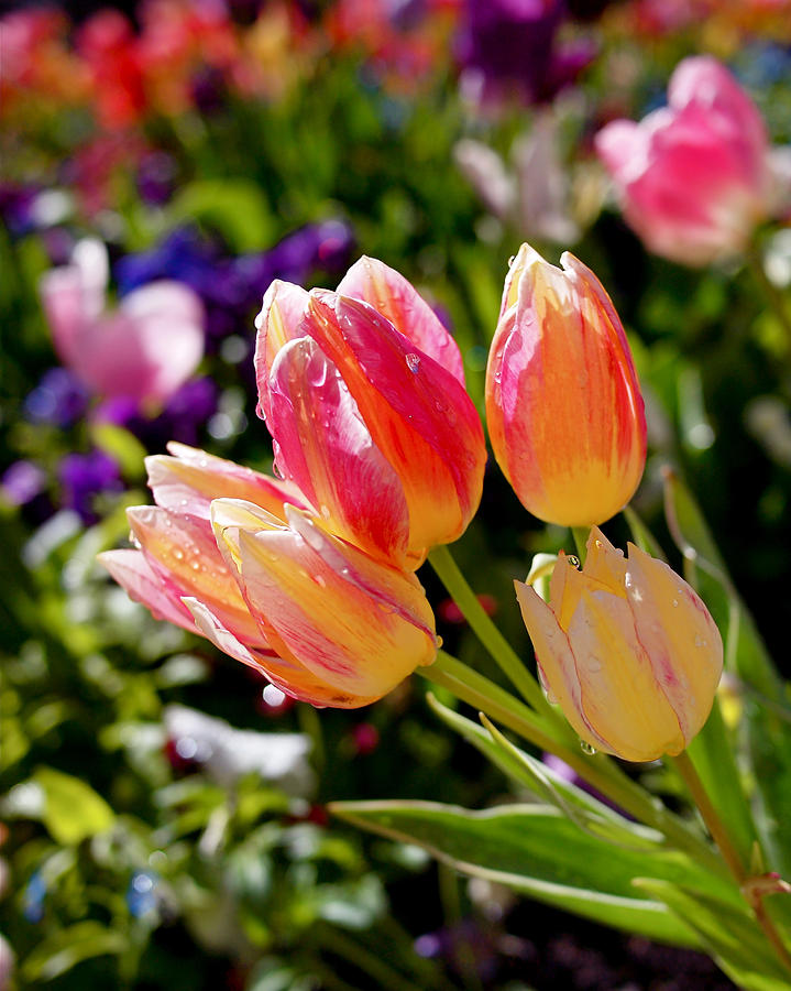 Tulip Photograph - Fresh Tulips by Rona Black