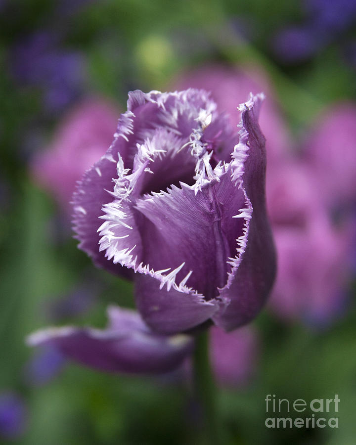Fresh Violet Fringed Tulip From The Garden  Photograph by Jerry Cowart
