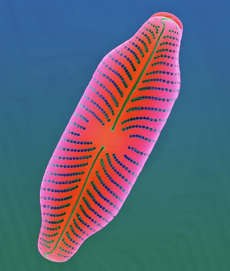 Fresh Water Pennate Diatom (navicula Sp.) Photograph by Dennis Kunkel Microscopy/science Photo Library