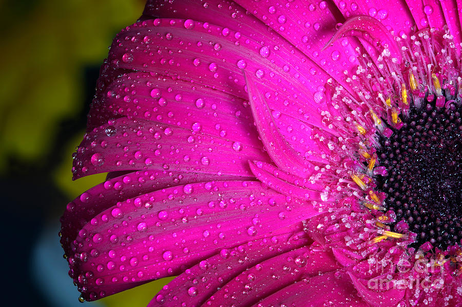 Fresh Wet Gerbera Flower Close Up Photograph