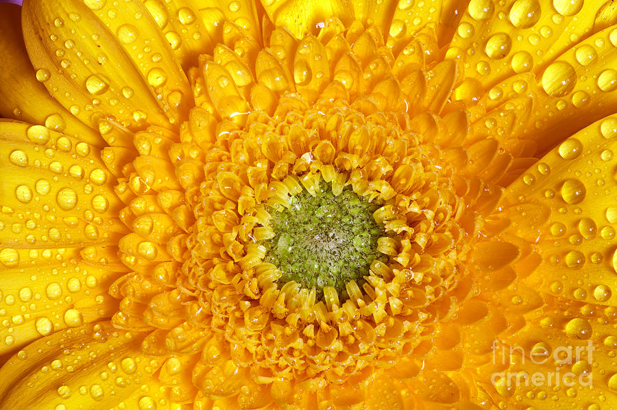 Nature Photograph - Fresh wet gerbera flower by Michal Bednarek