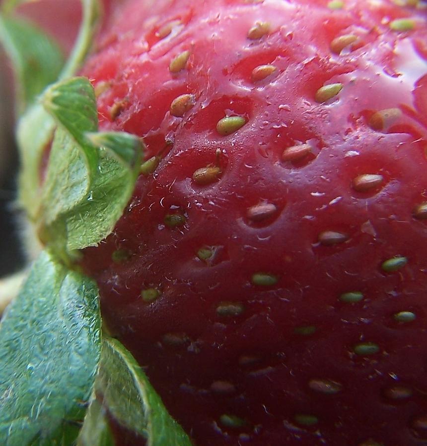 Strawberry Photograph - Fresh Wet Strawberry by Kathleen Luther