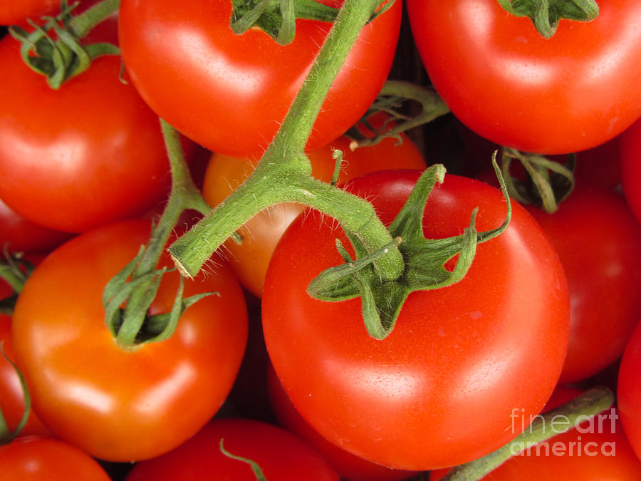 Fresh Whole Tomatos on Vine Photograph by David Millenheft