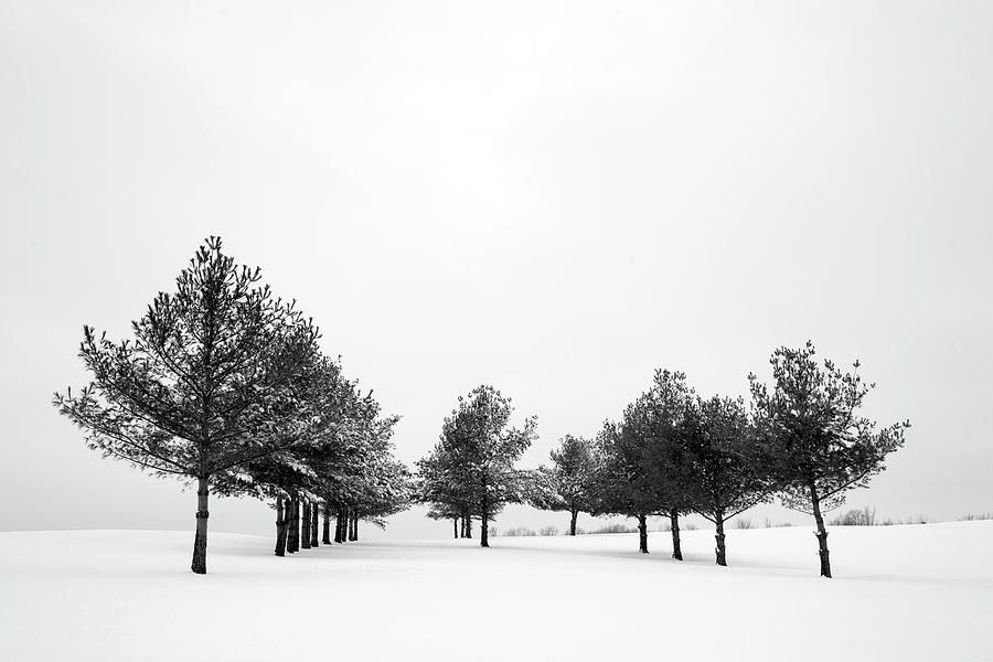 Fresh Winter Snow With Rows Of Pine Photograph by Megan Wyeth Fresh Winter Snow With Rows Of Pine Photograph by Megan Wyeth