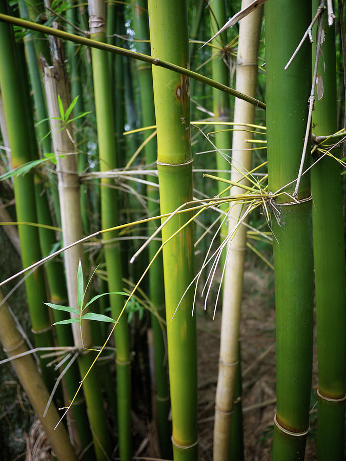Fresh Young Green Bamboo Stalks Jungle Photograph by Peskymonkey