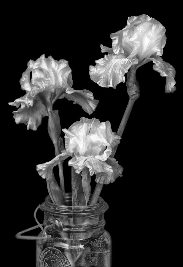 Freshly Cut - Black and White - Iris Photograph by Nikolyn McDonald