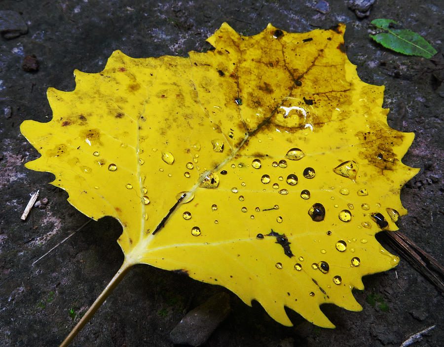 Freshly Fallen Leaf Photograph by Shawna Rowe
