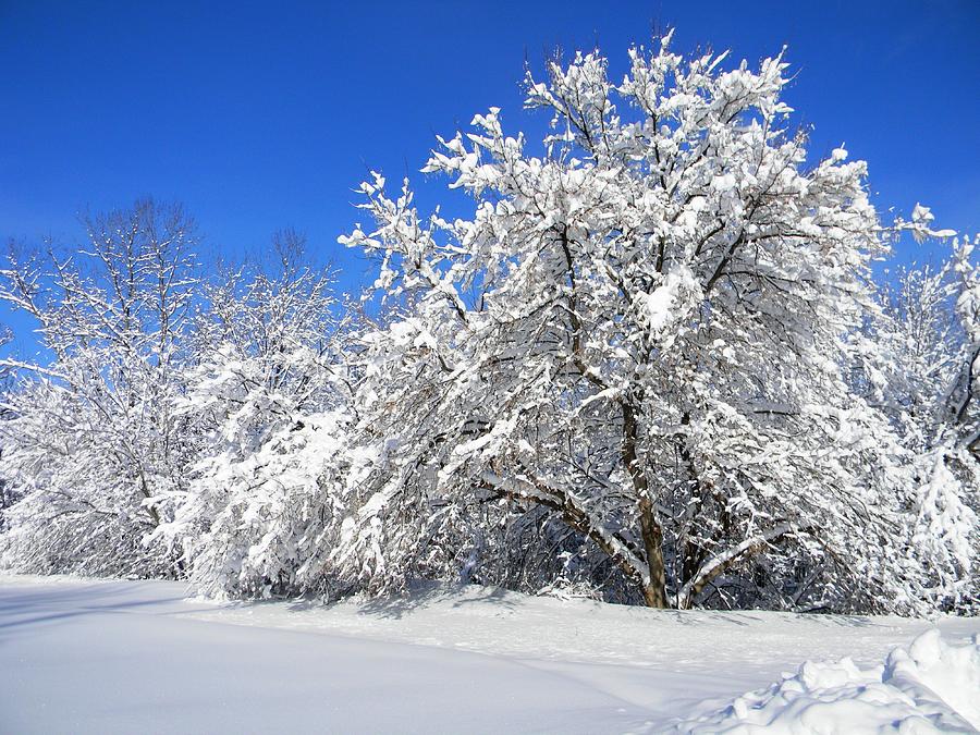 Freshly Fallen Snow One Photograph by Nancy Comley - Fine Art America